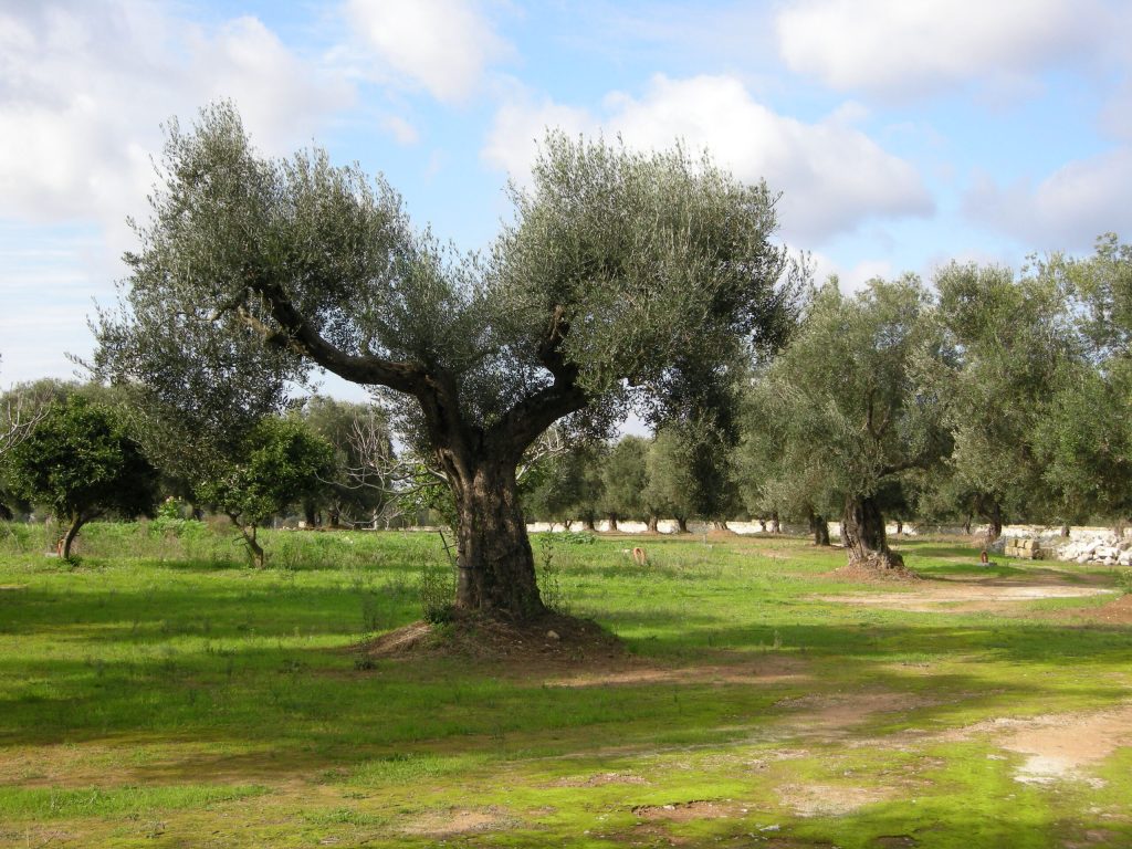 Η κλιματική αλλαγή και οι νέες ανάγκες της βιομηχανίας ελαιολάδου