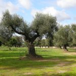 Η κλιματική αλλαγή και οι νέες ανάγκες της βιομηχανίας ελαιολάδου