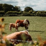 Η FoodChain ID εξαγοράζει τη Sbcert