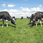 Η Ευρωπαϊκή Επιτροπή παρέδωσε 500.000 δόσεις εμβολίου κατά αφθώδους πυρετού στην Κύπρο