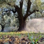 Παρατηρητήριο Τιμών Ελαιολάδου (13/2/2026)