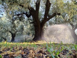 Παρατηρητήριο Τιμών Ελαιολάδου (13/2/2026)
