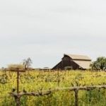 Αγροτικά Προϊόντα: Τα κρασιά της Καλιφόρνια αντιτίθενται στις εισαγωγές χύμα κρασιού, με νόμο που προβλέπει 100% προέλευσης ΗΠΑ για τα "Αμερικανικά Κρασιά"