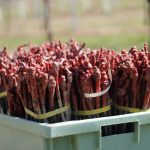 Με 11,7 εκατ. ευρώ αναδιάρθρωση 7.060,5 στρεμμάτων για 2025-2026, οι τελικοί δικαιούχοι