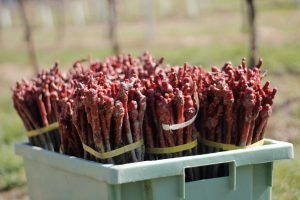 Με 11,7 εκατ. ευρώ αναδιάρθρωση 7.060,5 στρεμμάτων για 2025-2026, οι τελικοί δικαιούχοι