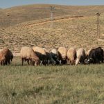 Παράταση έως 19 Φεβρουαρίου για προληπτικά μέτρα κατά ευλογιάς στην Κρήτη