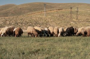 Παράταση έως 19 Φεβρουαρίου για προληπτικά μέτρα κατά ευλογιάς στην Κρήτη