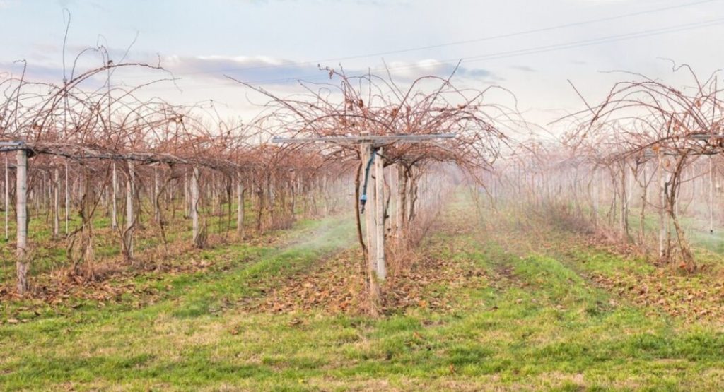 Βασικός παράγοντας επιτυχημένης φύτευσης νέων κτημάτων ακτινιδίων η πολυετής αμειψισπορά