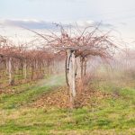 Βασικός παράγοντας επιτυχημένης φύτευσης νέων κτημάτων ακτινιδίων η πολυετής αμειψισπορά