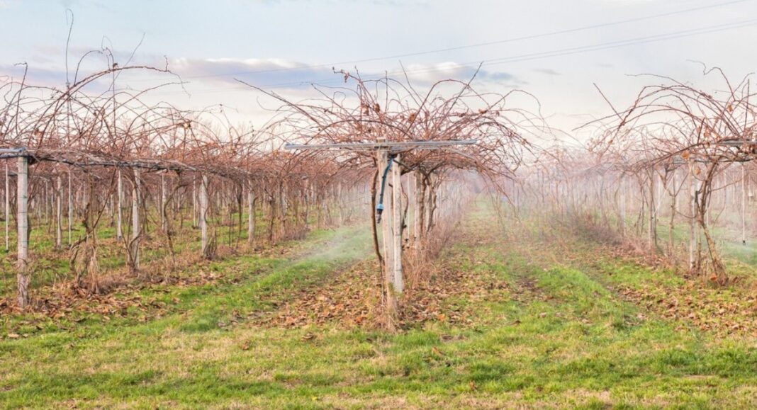 Βασικός παράγοντας επιτυχημένης φύτευσης νέων κτημάτων ακτινιδίων η πολυετής αμειψισπορά