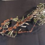 Το ιατρικό δελτίο έχει...καρκίνωση, σκολύτες και καπνιά