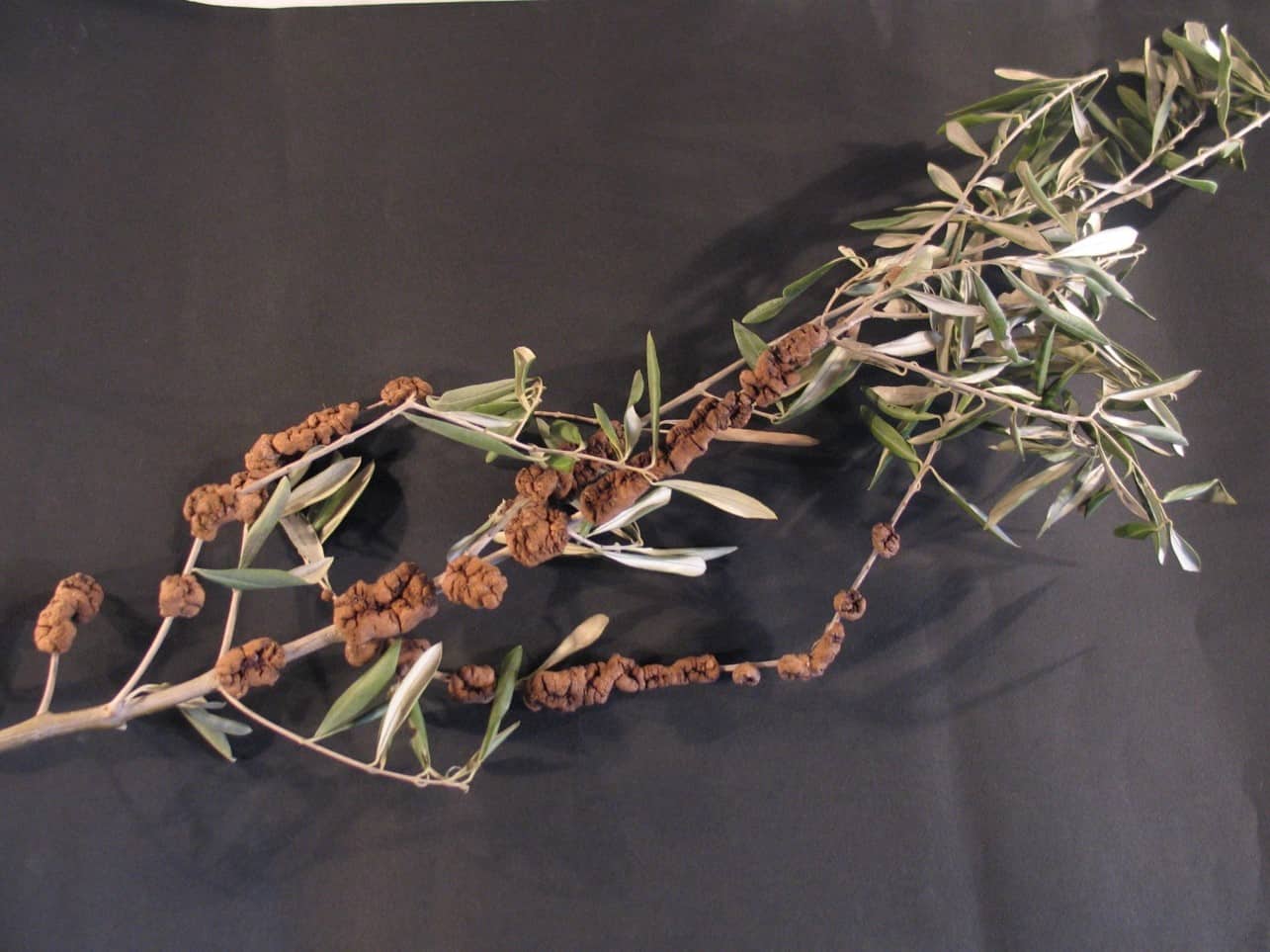 Το ιατρικό δελτίο έχει...καρκίνωση, σκολύτες και καπνιά