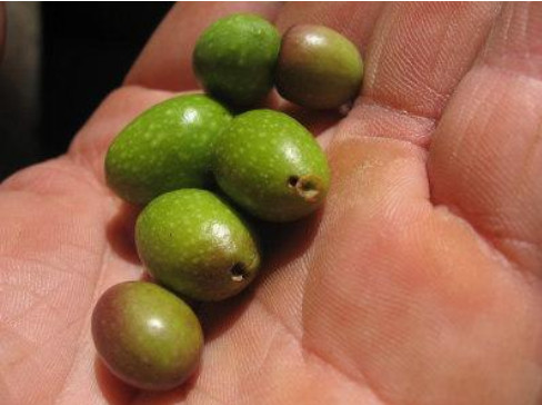 Νέα καινοτόμος λύση κατά του Πυρηνοτρήτη της ελιάς