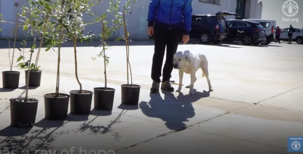 Προηγμένοι τρόποι ανίχνευσης του βακτηρίου της Ξυλλέλας