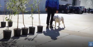 Προηγμένοι τρόποι ανίχνευσης του βακτηρίου της Ξυλλέλας