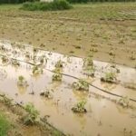 Συναγερμός στον Έβρο από τη θραύση αναχώματος στην Κορνοφωλιά