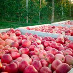 Ανθεκτικός σε πιέσεις κόστους και κλιματικής αλλαγής ο κλάδος φρούτων και λαχανικών ΕΕ το 2025