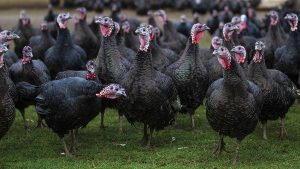 Έλλειμα χώρου για εκτροφές γαλοπούλας στην Ευρώπη εντοπίζει η EFSA