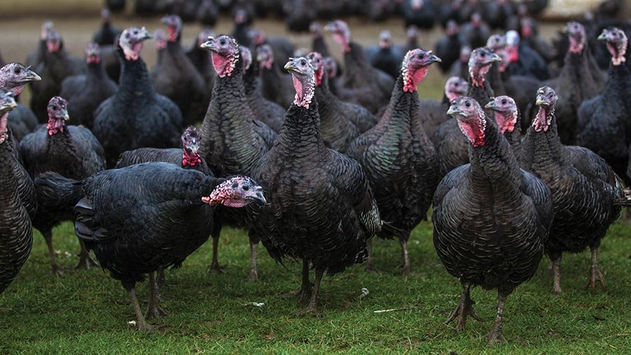 Έλλειμα χώρου για εκτροφές γαλοπούλας στην Ευρώπη εντοπίζει η EFSA