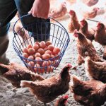 i-orexi-ton-gallon-gia-ta-avga-se-epipeda-rekor-to-2025-290184