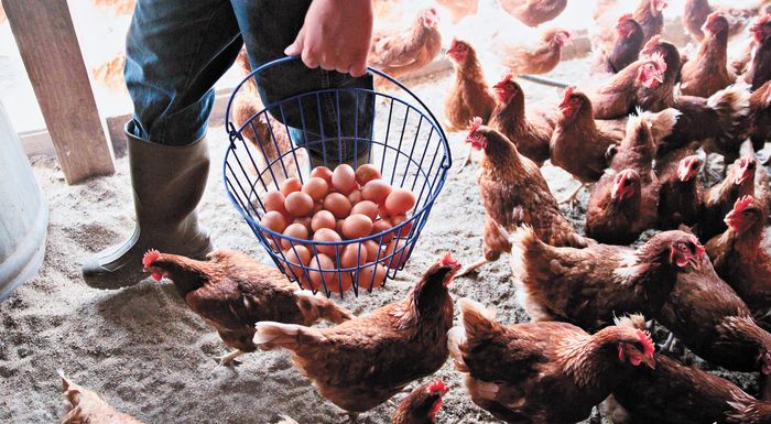 i-orexi-ton-gallon-gia-ta-avga-se-epipeda-rekor-to-2025-290184