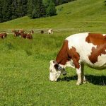 Ξέσπασε αφθώδης πυρετός στην Κύπρο σε αιγοπρόβατα και βοοειδή - Εμβόλια και εμπειρογνώμονες στέλνει η Ε.Ε. • Έλληνας Αγρότης