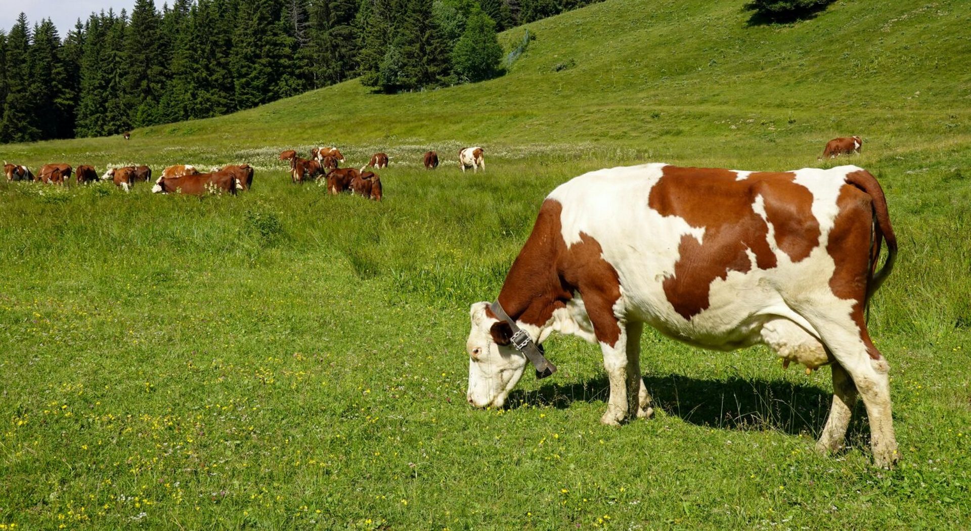 Ξέσπασε αφθώδης πυρετός στην Κύπρο σε αιγοπρόβατα και βοοειδή - Εμβόλια και εμπειρογνώμονες στέλνει η Ε.Ε. • Έλληνας Αγρότης