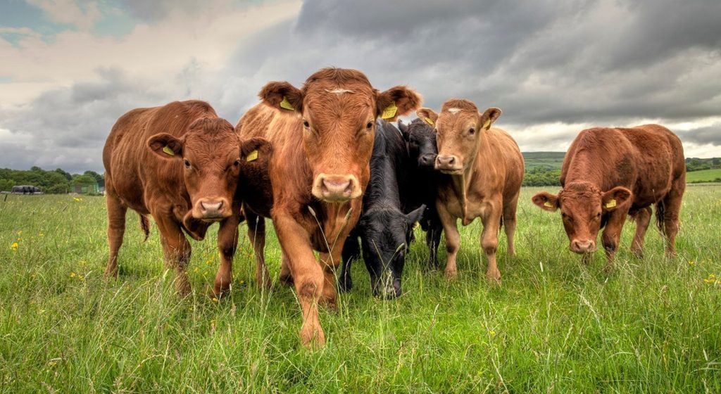 Κινήσεις για ενίσχυση 40€ ανά επιλέξιμο ζώο για σφαγή βοοειδών - Μεγάλο θέμα τα βοσκοτόπια • Έλληνας Αγρότης