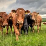 Κινήσεις για ενίσχυση 40€ ανά επιλέξιμο ζώο για σφαγή βοοειδών - Μεγάλο θέμα τα βοσκοτόπια • Έλληνας Αγρότης