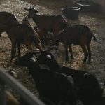 Κτηνοτρόφοι στον «Ε.Α.»: «Βλέπουμε τους στάβλους άδειους και τις ζωοτροφές να σαπίζουν…» • Έλληνας Αγρότης