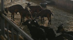 Κτηνοτρόφοι στον «Ε.Α.»: «Βλέπουμε τους στάβλους άδειους και τις ζωοτροφές να σαπίζουν…» • Έλληνας Αγρότης