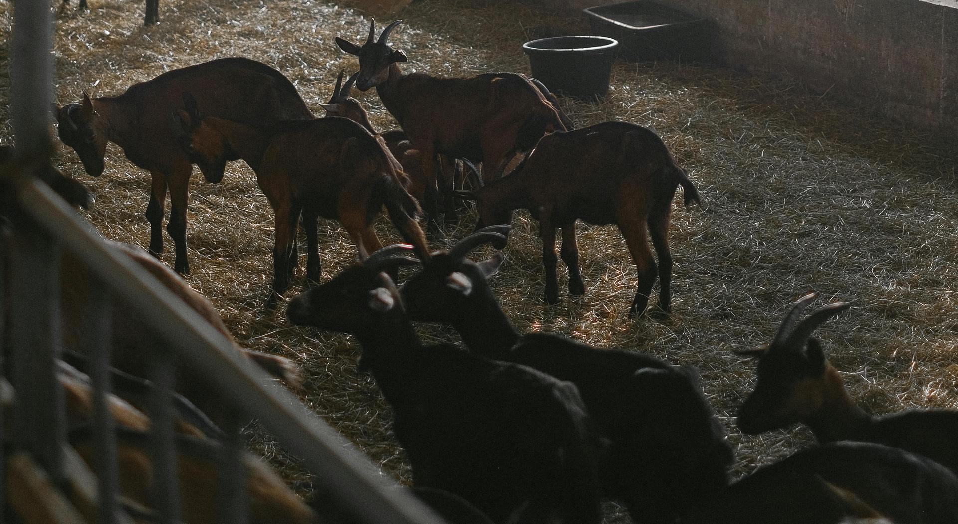 Κτηνοτρόφοι στον «Ε.Α.»: «Βλέπουμε τους στάβλους άδειους και τις ζωοτροφές να σαπίζουν…» • Έλληνας Αγρότης