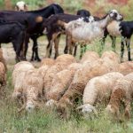 Συνέντευξη Τύπου για την πορεία της ευλογιάς (Ζωντανή μετάδοση) • Έλληνας Αγρότης