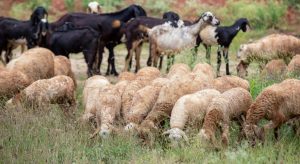 Συνέντευξη Τύπου για την πορεία της ευλογιάς (Ζωντανή μετάδοση) • Έλληνας Αγρότης