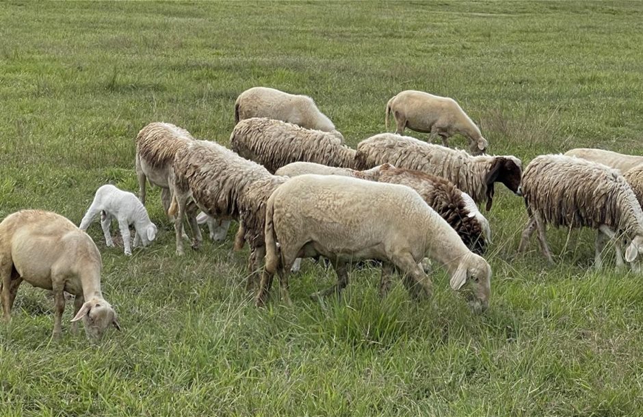 Η ευλογιά αιγοπροβάτων και οι επίδοξοι «σωτήρες» κατά ΠΟΓΕΔΥ