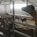 Στη μάχη της ευλογιάς 97 στρατιωτικοί κτηνίατροι - Σε ποιες Περιφέρειες θα πάνε • Έλληνας Αγρότης