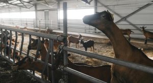 Στη μάχη της ευλογιάς 97 στρατιωτικοί κτηνίατροι - Σε ποιες Περιφέρειες θα πάνε • Έλληνας Αγρότης