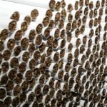 pos-drouse-to-kykloma-lathraion-tsigaron-pou-exarthrothike-apo-tin-elas-146457