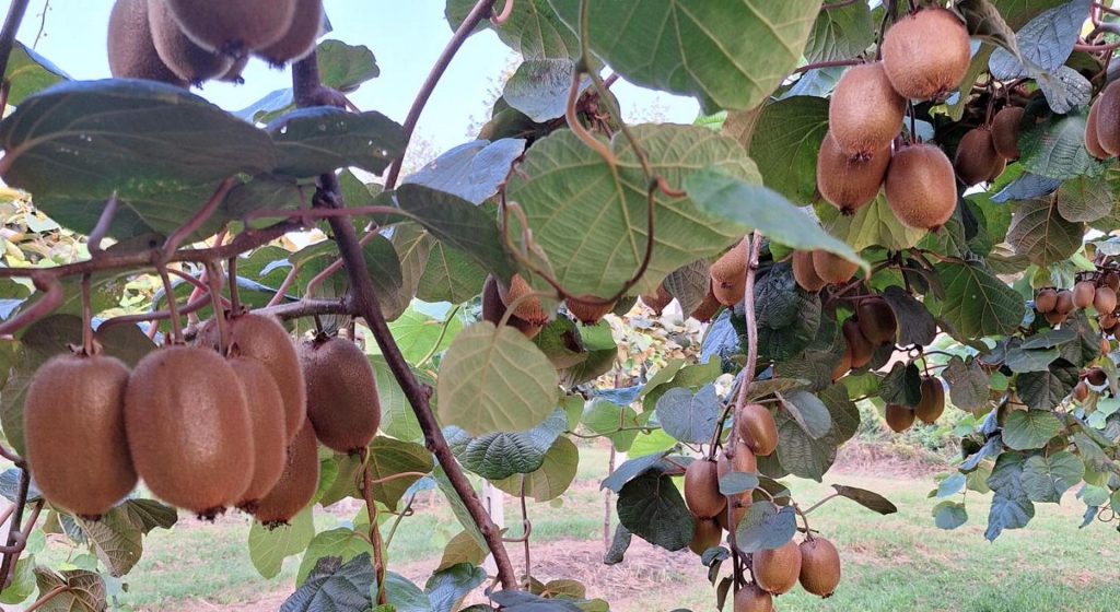 Άνοιγμα νέας αγοράς στο Βιετνάμ για το ελληνικό ακτινίδιο • Έλληνας Αγρότης