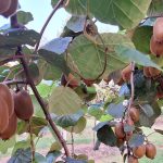 Άνοιγμα νέας αγοράς στο Βιετνάμ για το ελληνικό ακτινίδιο • Έλληνας Αγρότης