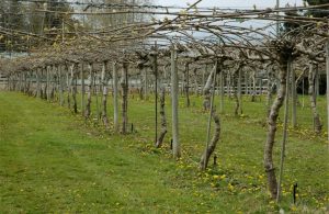 Η εδαφολογική ανάλυση καθοριστικό εργαλείο για σωστή λίπανση ακτινιδιάς