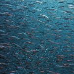 ΓΕΩΤΕΕ: Νέα θαλάσσια πάρκα και αλιεία