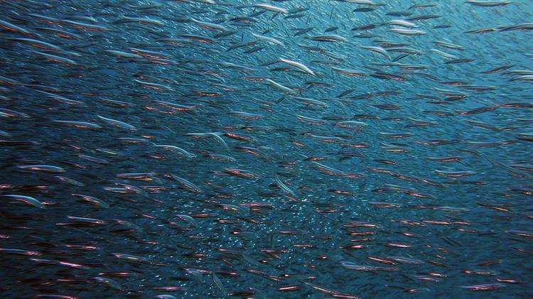 ΓΕΩΤΕΕ: Νέα θαλάσσια πάρκα και αλιεία