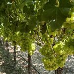 Γ. Μπέλλας: Τροχοπέδη για τους αμπελώνες η γραφειοκρατία με τις άδειες • Έλληνας Αγρότης