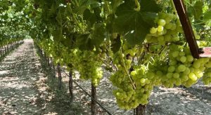 Γ. Μπέλλας: Τροχοπέδη για τους αμπελώνες η γραφειοκρατία με τις άδειες • Έλληνας Αγρότης