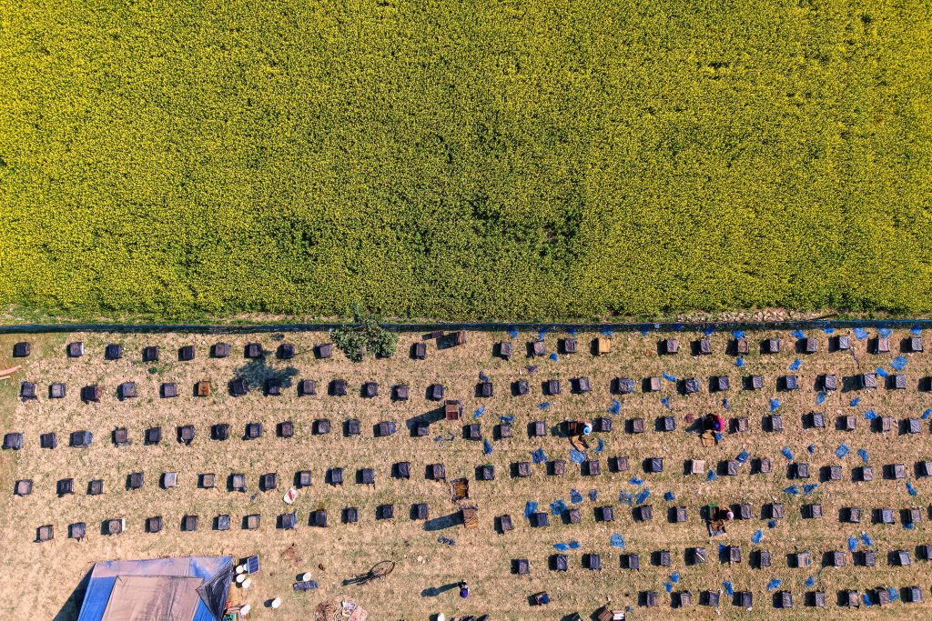 Οι μεταναστευτικοί μελισσοκόμοι της Ινδίας και οι κυψέλες τους ακολουθούν τα λουλούδια για να φέρουν το μέλι