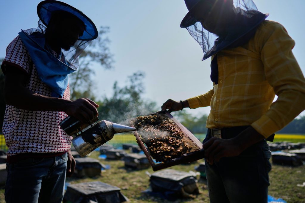 Οι μεταναστευτικοί μελισσοκόμοι της Ινδίας και οι κυψέλες τους ακολουθούν τα λουλούδια για να φέρουν το μέλι