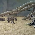 Η Σαουδική Αραβία γιόρτασε την ημέρα της αραβικής λεοπάρδαλης, ένα από τα πλέον απειλούμενα είδη παγκοσμίως