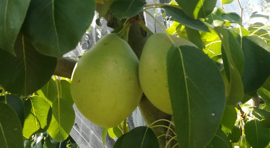 Οι δενδροκαλλιέργειες της Θεσσαλίας εντάσσονται στο ad hoc για αποζημιώσεις • Έλληνας Αγρότης