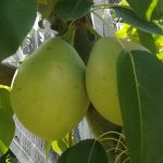 Οι δενδροκαλλιέργειες της Θεσσαλίας εντάσσονται στο ad hoc για αποζημιώσεις • Έλληνας Αγρότης